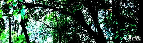 Estaba sola en medio de un bosque helado. 